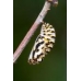 Marsh Fritillary aurinia larvae  20 larvae SPECIAL PRICE